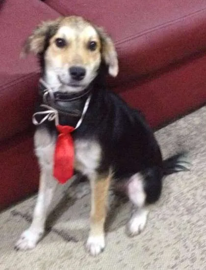 Cachorro ra a SRD idade 1 ano nome Zezinho