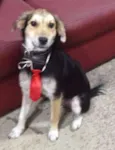 Zezinho