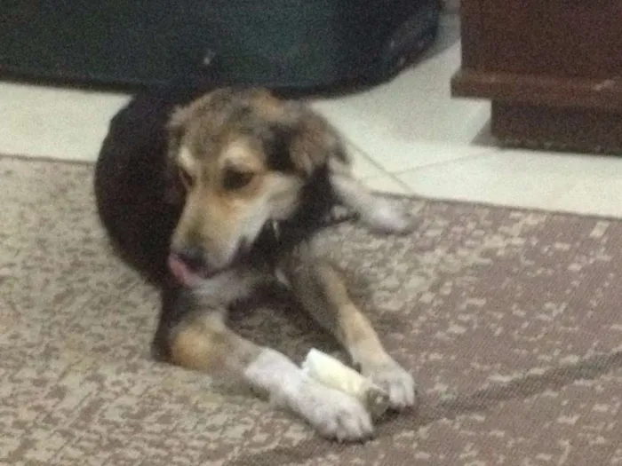 Cachorro ra a SRD idade 1 ano nome Zezinho