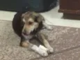 Zezinho