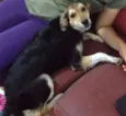 Zezinho