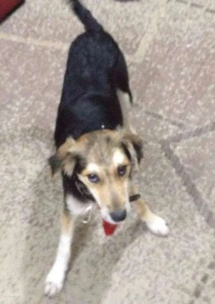 Cachorro ra a SRD idade 1 ano nome Zezinho
