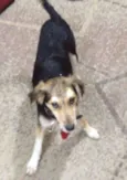 Zezinho