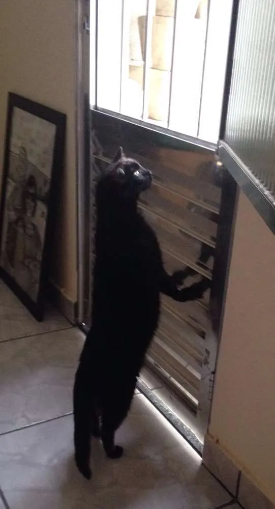 Gato ra a  idade 4 anos nome Lucky