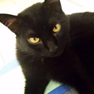 Gato raça  idade 4 anos nome Lucky