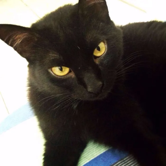 Gato ra a  idade 4 anos nome Lucky