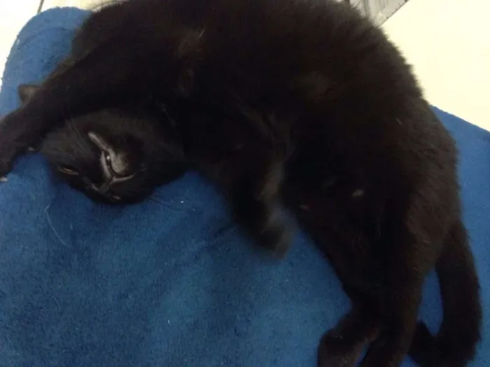 Gato ra a  idade 4 anos nome Lucky