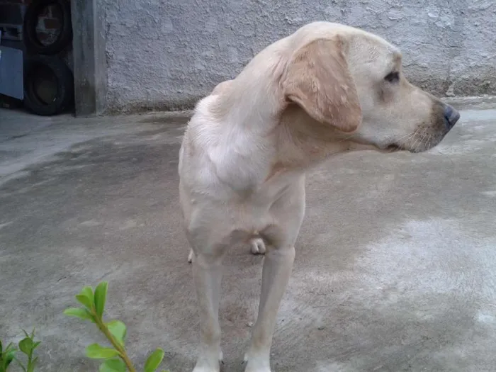Cachorro ra a mestiça labrador idade 1 ano nome Nina
