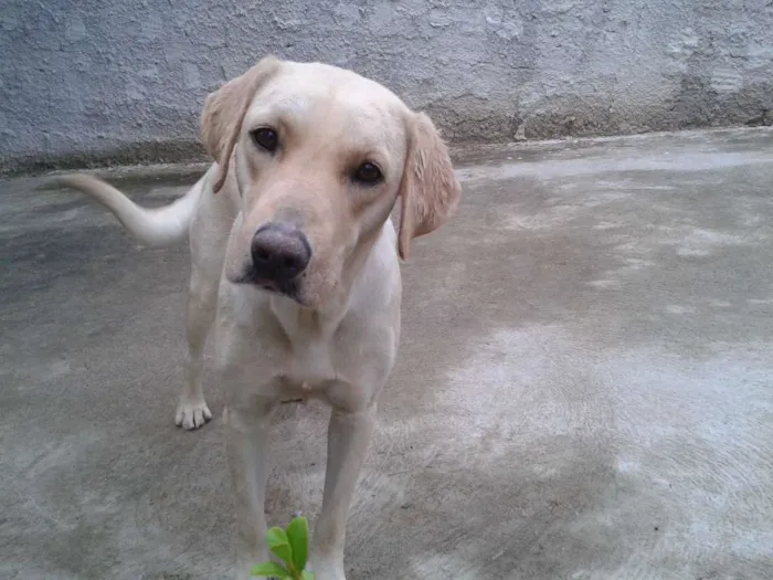Cachorro ra a mestiça labrador idade 1 ano nome Nina