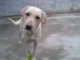 Nina