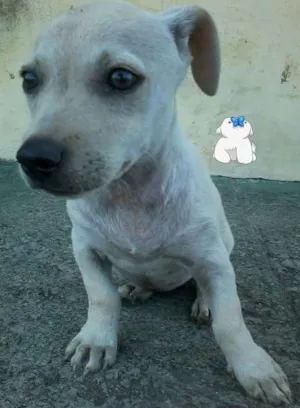 Cachorro raça não definida idade 2 a 6 meses nome não tem nome