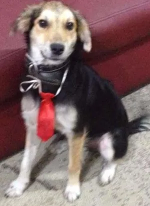 Cachorro raça SRD idade 1 ano nome Zezinho