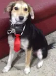 Zezinho