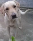 Nina