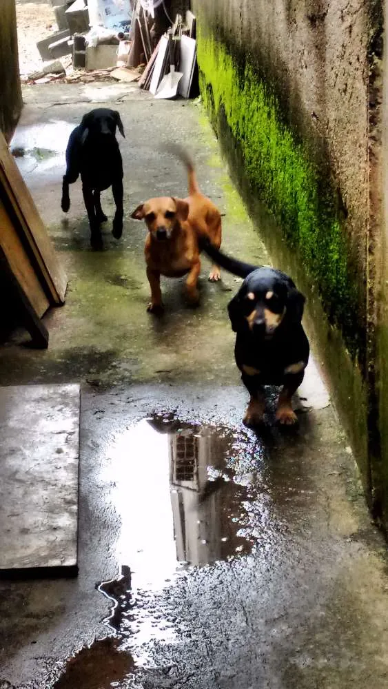 Cachorro ra a Vira lata com Bassett idade 3 anos nome Mike, Megg e Mel