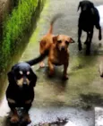 Mike, Megg e Mel