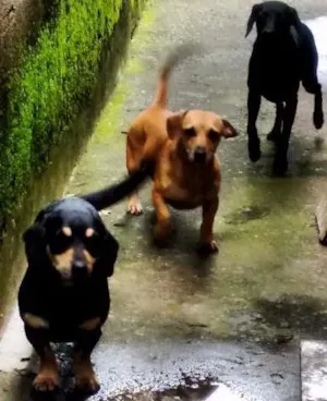 Cachorro raça Vira lata com Bassett idade 3 anos nome Mike, Megg e Mel