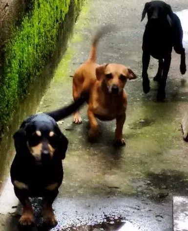 Cachorro ra a Vira lata com Bassett idade 3 anos nome Mike, Megg e Mel