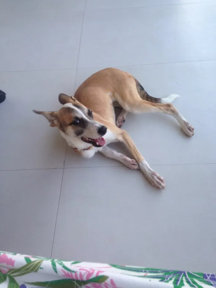 Cachorro ra a SRD idade 2 a 6 meses nome Lolla