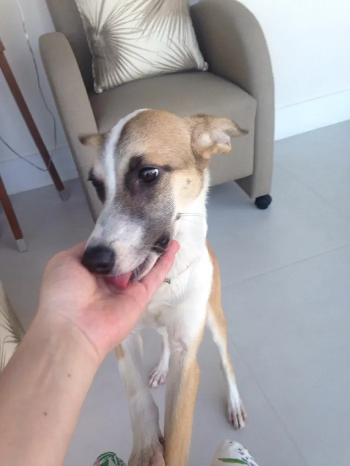 Cachorro ra a SRD idade 2 a 6 meses nome Lolla