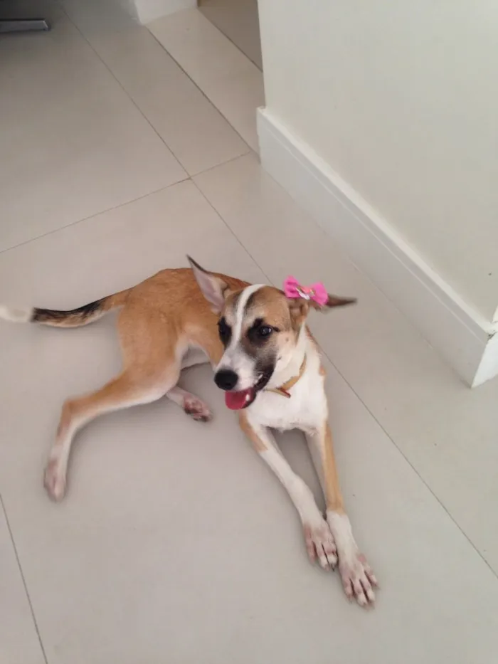Cachorro ra a SRD idade 2 a 6 meses nome Lolla