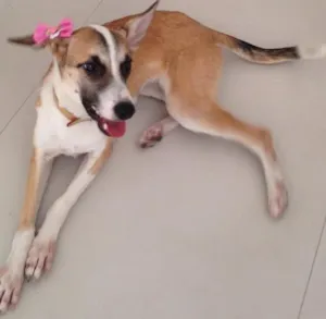 Cachorro raça SRD idade 2 a 6 meses nome Lolla
