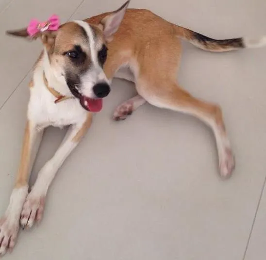 Cachorro ra a SRD idade 2 a 6 meses nome Lolla