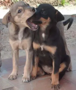 Cachorro raça RSD idade 2 a 6 meses nome preta/parda