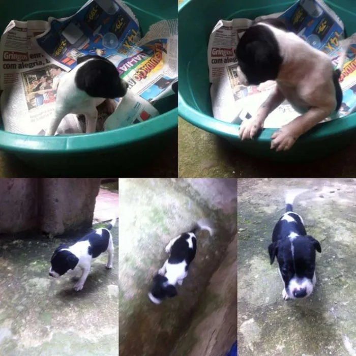 Cachorro ra a SRD idade Abaixo de 2 meses nome Pingo