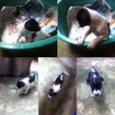 Pingo