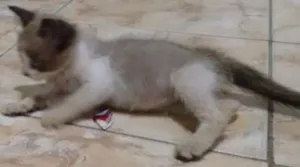 Gato raça Misturado siamês idade Abaixo de 2 meses nome Tilete