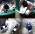 Pingo