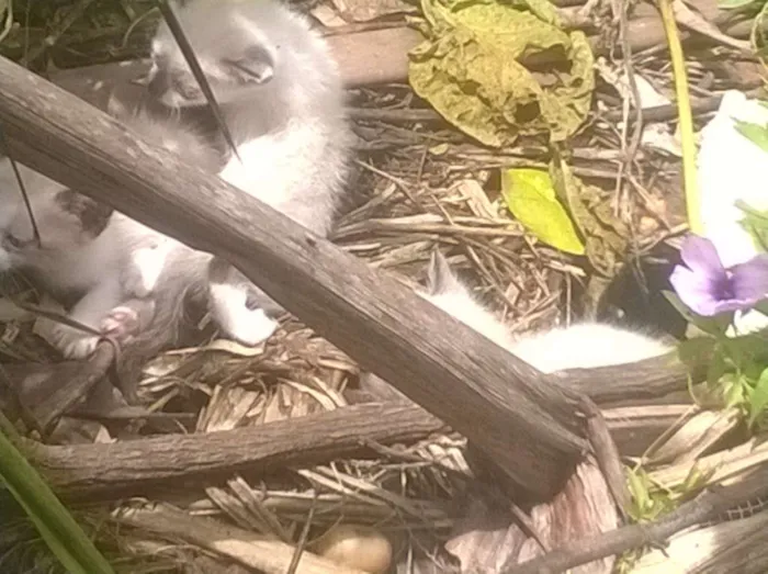 Gato raça Indefinido idade Abaixo de 2 meses nome Sem nome 