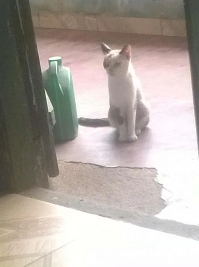 Gato raça Indefinido idade Abaixo de 2 meses nome Sem nome 