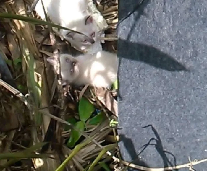 Gato raça Indefinido idade Abaixo de 2 meses nome Sem nome 