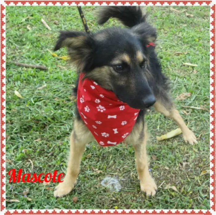 Cachorro ra a SRD idade 3 anos nome Mascote