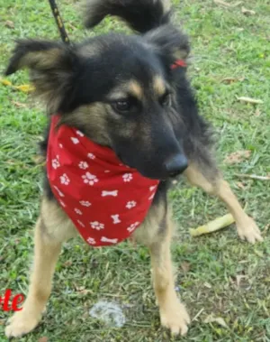 Cachorro raça SRD idade 3 anos nome Mascote