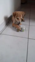 Leão