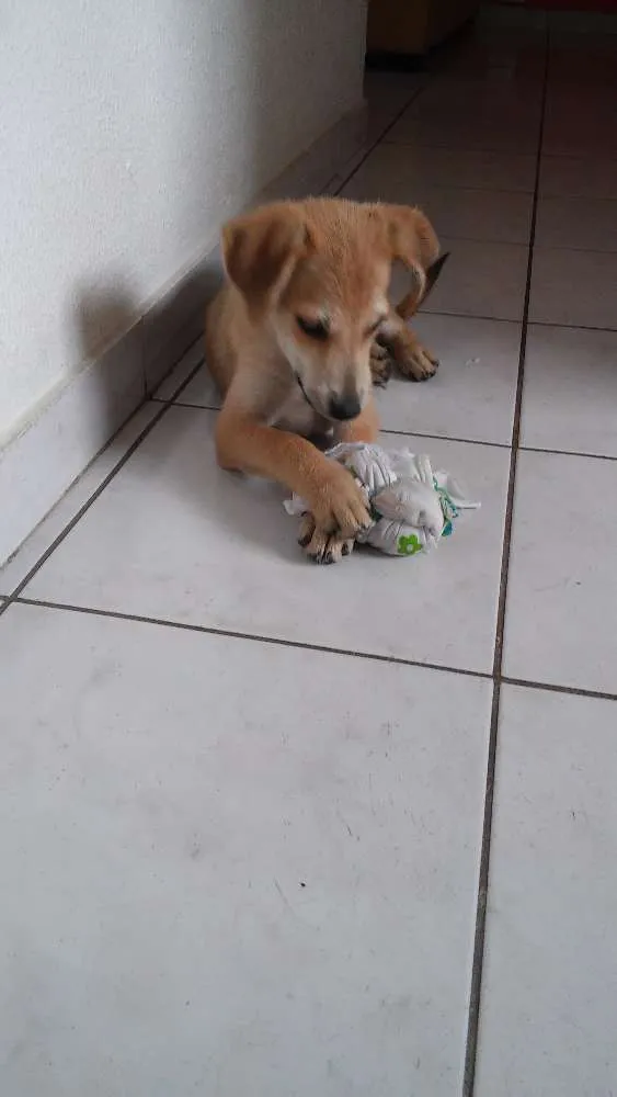 Cachorro ra a SRD idade 2 a 6 meses nome Leão