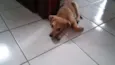Leão