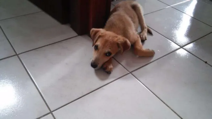 Cachorro ra a SRD idade 2 a 6 meses nome Leão