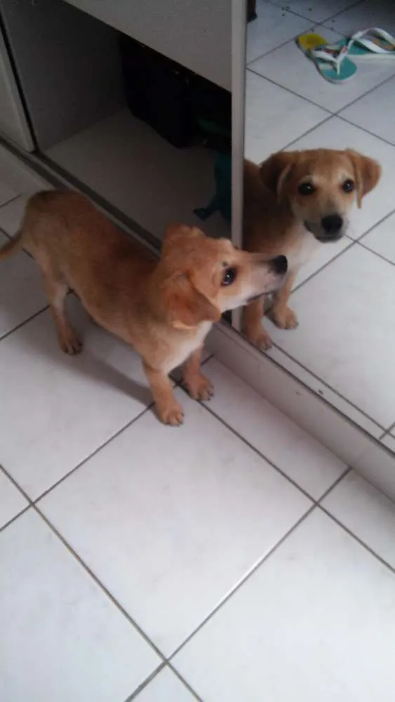 Cachorro ra a SRD idade 2 a 6 meses nome Leão