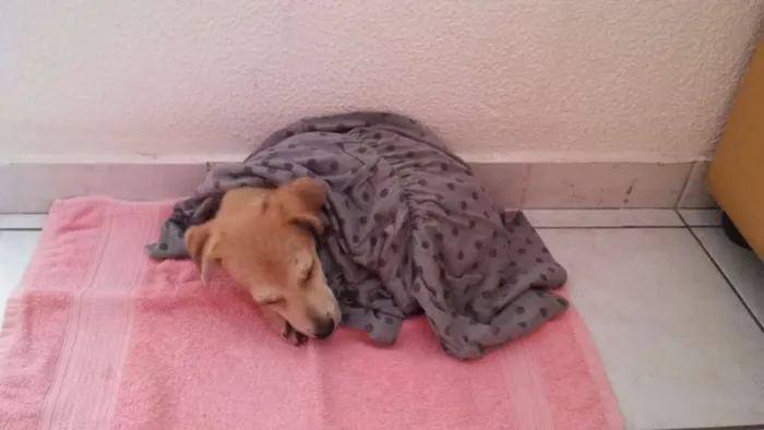 Cachorro ra a SRD idade 2 a 6 meses nome Leão