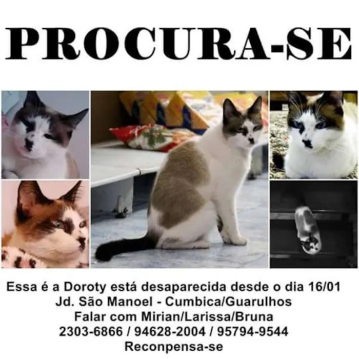 Gato ra a misturada  idade 5 anos nome Doroty