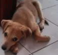 Leão