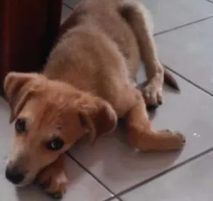 Cachorro raça SRD idade 2 a 6 meses nome Leão