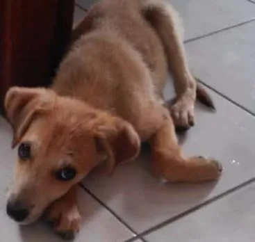 Cachorro ra a SRD idade 2 a 6 meses nome Leão