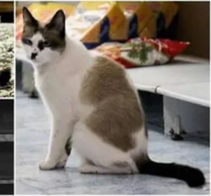 Gato raça misturada  idade 5 anos nome Doroty