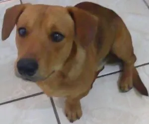 Cachorro raça RND idade 2 anos nome CHOKITO