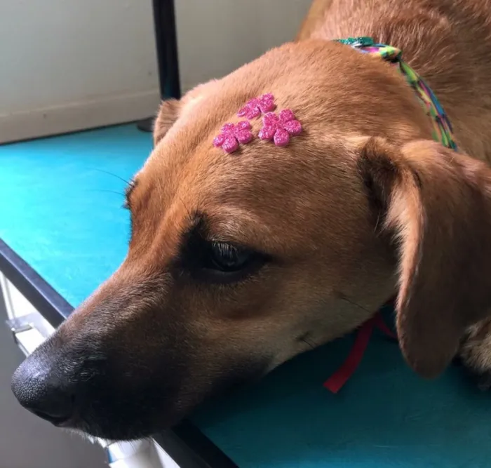 Cachorro raça Vira lata  idade 1 ano nome Mel